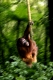 Young Sumatra Orang Utan /   (Pongo pygmaeus abelii)   /   Sumatra-Orang-Utan, Jungtier