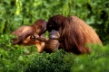 Sumatra Orang Utans, female with young /   (Pongo pygmaeus abelii)   /   Sumatra-Orang-Utans, Weibchen mit Jungtier