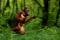 Sumatra Orang Utan, female, running /   (Pongo pygmaeus abelii)   /   Sumatra-Orang-Utan, weiblich, laufend