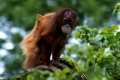 Young Sumatra Orang-utan  /   (Pongo pygmaeus abelii)   /   Sumatra-Orang-Utan, Jungtier