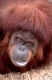 Orangutan
Pongo pygmaeus