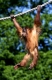 Young Sumatran Orang Utan climbing on rope  /   (Pongo pygmaeus abelii)   /   Sumatra-Orang-Utan, Jungtier hangelt an Seil   /   [Suedostasien, southeast asia, Tiere, animals, Saeugetiere, mammals, Menschenaffen, Primaten, apes, primates, aussen, outside, frontal, head-on, von vorne, Bewegung, motion, klettern, climbing, Hochformat, vertical, rot, red]