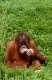 Young Sumatran Orang Utan  /   (Pongo pygmaeus abelii)   /   Sumatra-Orang-Utan, Jungtier   /   [Suedostasien, southeast asia, Tiere, animals, Saeugetiere, mammals, Menschenaffen, Primaten, apes, primates, aussen, outside, frontal, head-on, von vorne, Wiese, Gras, meadow, grass, rot, red, fressen, eating, nachdenklich, thoughtful, sitzen, sitting, Hochformat, vertical, Ernaehrung, food, feeding]