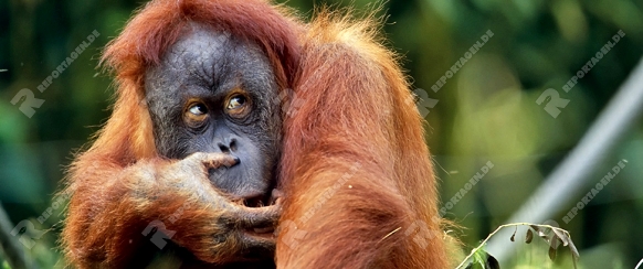 Sumatra Orang-Utan, pongo pygmaeus