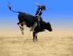 Bull rider isolated with clipping path 
