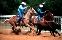 quarter horse
main river ranch
texas
orgeldinger