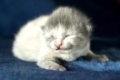 Hauskatze / 4 Tage alt Baby Felis catus