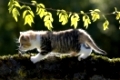Kaetzchen auf Ast im Gegenlicht, kitten on branch in the back-light