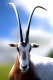 Scimitar-horned Oryx
Oryx dammah
END SP, Zoo animal