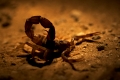 Dickschwanzskorpion
Thick - Tailed Scorpion