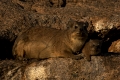Klippschliefer
hyrax, rock dassie
Procavia capensis