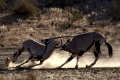 Oryxantilope
Oryx, gemsbock
Oryx gazella