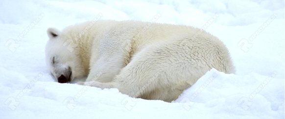 Polar bear, Eisbaer, Eisbär, Ursus maritimus, in summer,

Spitzbergen, Svalbard,

Original Photo: Fritz Poelking, Fritz Pölking

A nature document. not arranged or manipulated.