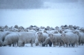 Schafe im Schnee
Deutschland