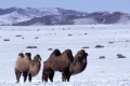 Two humped domestic Bactrian camel,
Zweihöckriges Hauskamel, 
Camelus ferus bactrianus.
Altai Mountains, Mongolia, February.
Altai Gebirge, Mongolei, Februar.
Photo: Fritz Poelking, Fritz Pölking