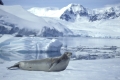 Crabeater seal, Krabbenfresserrobbe,
Antarctica, antarktische Region,
South Atlantic. Antarktis.
Photo: Fritz Poelking, Fritz Pölking
A nature document.