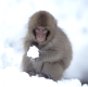 Snow monkey, Japanese macaque, Macaca fuscata, Schneeaffe, Japanmakak, Rotgesichtsmakak.
Joshin-Etsu kogen national park, Japan.