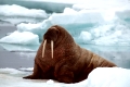 walrus, walross, Odobenus rosmarus,
Spitzberge, Svalbard
Original Photo: Fritz Poelking, Fritz Pölking
A nature document. not arranged or manipulated.