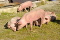 Schweine, schwein, hausschwein, hausschweine, nutztier, nutztiere, bauernhof, farm, landwirtschaft, haustier, haustiere, sus, sus scrofa, agrarindustrie, tierhaltung, tier, tiere