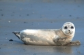 Seehund / Harbor Seal / Phoca vitulina

Nationalpark Wattenmeer, Nordsee,
Deutschland