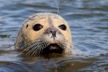 Seehund (Phoca vitulina) - European Common Seal