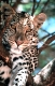 Serengeti Nationalpark, Tansania
Leopard faulenzt im Baum
Foto: Winfried Wisniewski

Text-Bild-Konzept, Hamburg
Meins & Krabs
Tel: 040 / 390 92 91