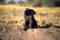 Afrikanischer Elefant
Jungtier spielt im SChlamm