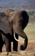Afrikanischer Elefanten an Wasserstelle
