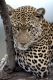 Leopard, female
Panthera pardus
Masai Mara, Kenya

Photo: Fritz Poelking
A nature document.