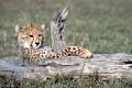 Cheetah, Gepard,
Acinonyx jubatus.
Masai Mara, Kenya.
Original Photo: Fritz 
Poelking, Fritz Pölking.
A nature document.