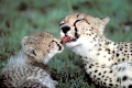 Cheetah, Gepard,
Acinonyx jubatus.
Masai Mara, Kenya.
Original Photo: Fritz 
Poelking, Fritz Pölking.
A nature document.