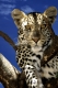 Leopard, Panthera pardus
Masai Mara NP; Kenia