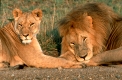 Löwenpaarung. Wenn ein Löwenweibchen in Hitze kommt, paart es sich eine etwa eine Woche lang täglich bis zu 70-mal mit einem oder mehreren Männchen.