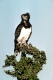 Masai Mara, Kenia, Afrika
Schwarzbrustschlangenadler
Black-crested harrier eagle
Circaetus p.