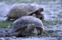 Spornschildkroete, African Spurred Tortoise, Geochelone sulcata, Zoo
