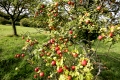 streuobstwiese Apfelbaum mit Äpfel apfel, aepfel, apfelbaum, kulturapfel, malus, malus domestica, apples, crabapples, pommier,