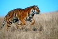 Bengaltiger, Koenigstiger, Panthera tigris tigris, Bengal Tiger, Royal Tiger