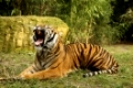 Bengalischer Tiger in Nahaufnahme