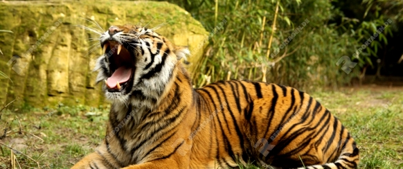 Bengalischer Tiger in Nahaufnahme