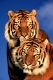 Sumatran Tigers   /   (Panthera tirgris sumatrae)   /   Sumatratiger