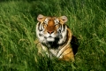 Bengal Tiger (Panthera tigris tigris) laying in grass