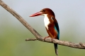Braunliest, Altvogel,  Keoladeo Ghana NP, Indien
