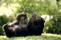 Malayan Sun Bear; Plays
Melarctos malayanus
END SP ZOO ANIMAL