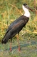 Wollhalsstorch, Altvogel im Sumpf stehend, Bharatpur, Indien