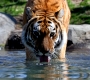 A Siberian tiger stares intently as it drinks from a river.