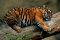 Sumatratiger
Sumatran Tiger; Cub
Panthera tigris sumatrae
Zoo animal