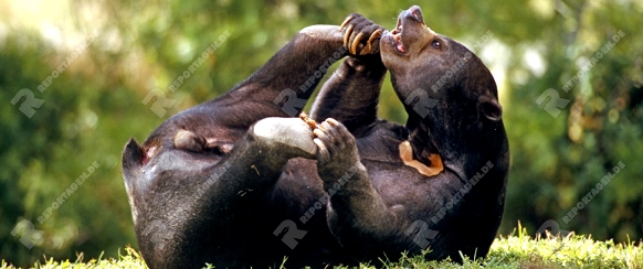 malayan sur bear, playshelarctos malayanuszoo animal