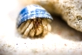 Macro On A Crustacean Hermit Crab Hiding In His Blue Shell On A Sandy Beach Shoreline