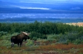 Elchbulle und Tundralandschaft
Moose-bull and tundralandscape
Alces alces/ Authentic wild
Denali-NP/ USA/Alaska