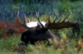 Elchbulle mit Bastgeweih/Elchschaufler
Moose-bull
Alces alces/ Authentic wild
Denali-NP/ USA/Alaska